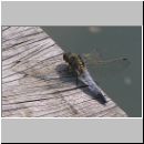 Orthetrum cancellatum - Grosser Blaupfeil m03.jpg